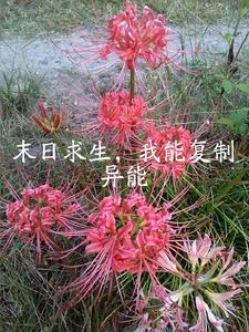 末日之我能复制天赋